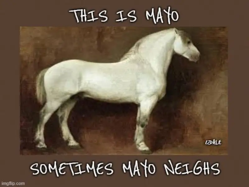 A Wild Horse's Life